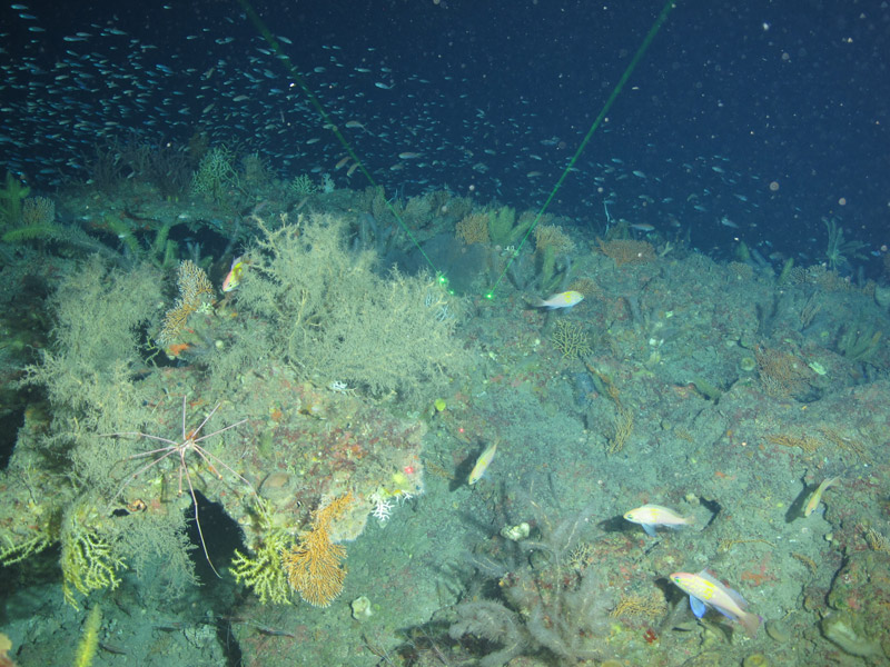 The arrow crab Stenorhynchus seticornis (left, foreground) was one of many animals that made their homes on Elvers Bank’s rocky mounds. Schools of anthiid fishes were also common at this site that was densely covered with octocorals and explored during the Exploring the Blue Economy Biotechnology Potential of Deepwater Habitats expedition.
