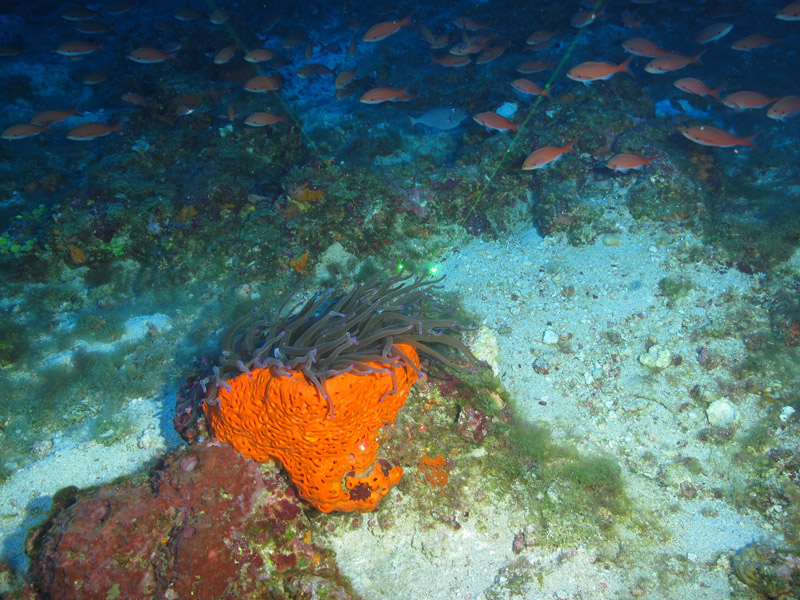 A school of creolefish swim behind the orange sponge Agelas clathrodes and its associated anemone Condylactis gigantea during an  Exploring the Blue Economy Biotechnology Potential of Deepwater Habitats expedition dive at McGrail Bank.