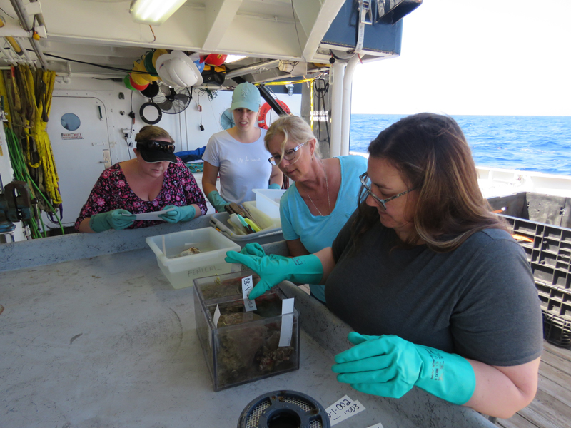 The Blue Economy Biotechnology Potential of Deepwater Habitats expedition science party carefully organizes and labels organisms on deck so that each specimen can be matched to the undersea observations from its collection.