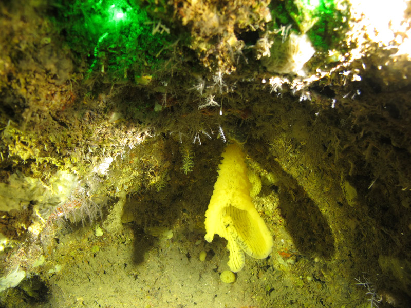 A fragile hexactinellid vase hangs down under a small overhang explored during the Exploring the Blue Economy Biotechnology Potential of Deepwater Habitats expedition at a depth of 130 meters (427 feet). These glass sponges have skeletons made of silica.