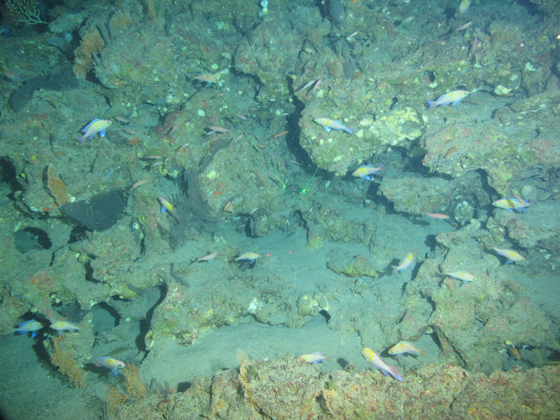 A rugged, rocky outcrop explored during the Exploring the Blue Economy Biotechnology Potential of Deepwater Habitats expedition at 140 meters (460 feet) depth near Elvers Bank hosted a diversity of life including orange octocorals, black coral fans, and schools of small anthiid fish.