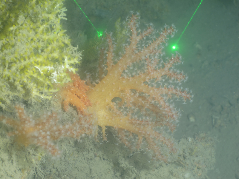 The true soft coral Chironephthya caribaea was found at Bryant Bank during the Exploring the Blue Economy Biotechnology Potential of Deepwater Habitats expedition.