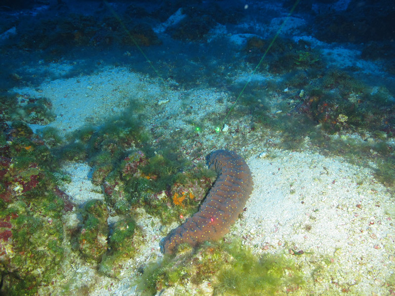 This unidentified sea cucumber (holothurian) was spotted at a depth of 60 meters (197 feet) during the Exploring the Blue Economy Biotechnology Potential of Deepwater Habitats expedition. It is about 50 centimeters (20 inches) long.