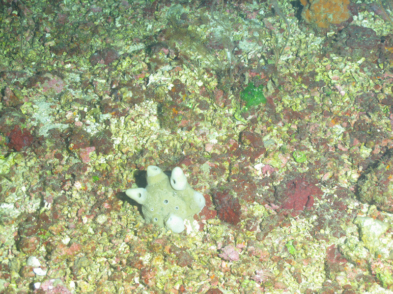 This unusual sponge (possibly Petrosia sp.) was collected at 68 meters (223 feet) depth on Jakkula Bank during the Exploring the Blue Economy Biotechnology Potential of Deepwater Habitats expedition.