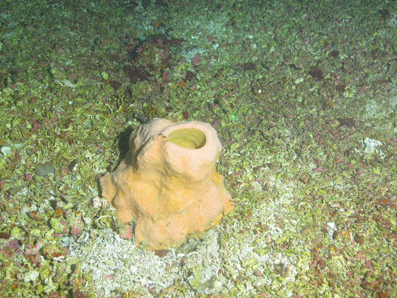 This type of sponge (Verongula sp.) is known to be rich in natural products, and the Exploring the Blue Economy Biotechnology Potential of Deepwater Habitats expedition science team will compare the chemistry of this specimen with those from other regions.