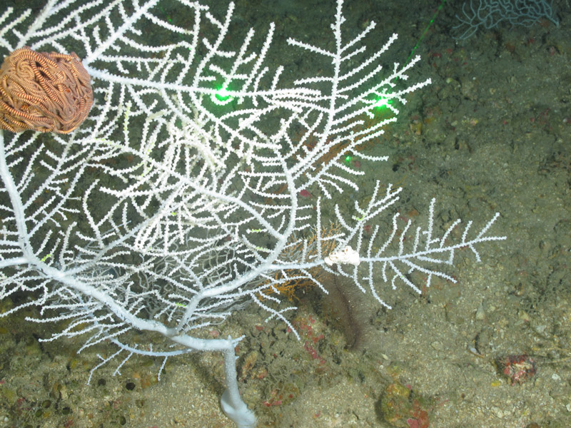 A white octocoral (Hypnogorgia sp.) was collected at a depth of 90 meters (295 feet) near McGrail Bank on the Exploring the Blue Economy Biotechnology Potential of Deepwater Habitats expedition. These octocorals were commonly associated with gorgonocephalidae basket stars.