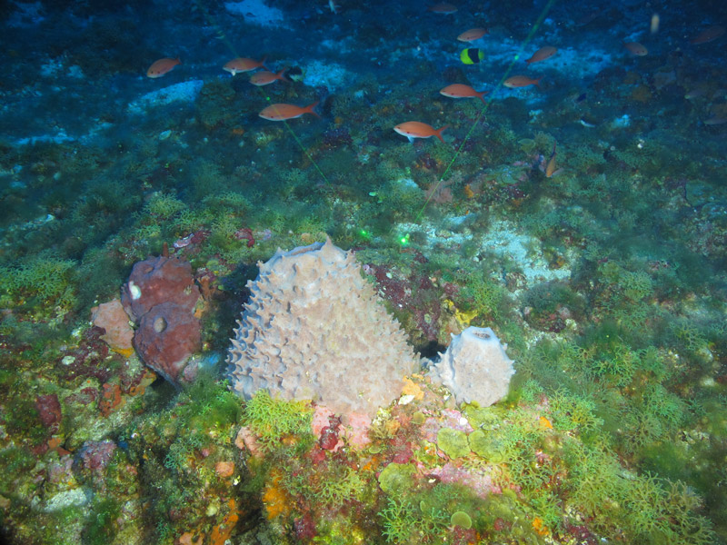 This spiky, conical Xestospongia sp. sponge was sampled at a depth of 60 meters (197 feet) during the Exploring the Blue Economy Biotechnology Potential of Deepwater Habitats expedition.