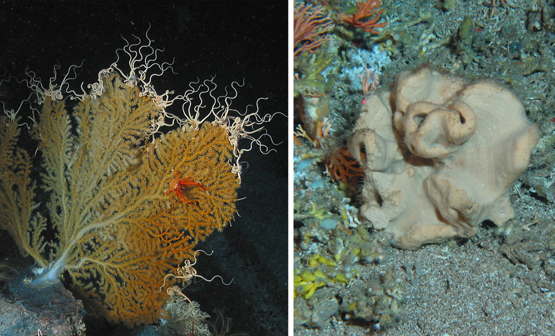 Examples of the kinds of organisms the team hopes to collect during the Exploring the Blue Economy Biotechnology Potential of Deepwater Habitats expedition, including a soft coral in the order Gorgonacea (left) and a demosponge in the order Lithistida (right).