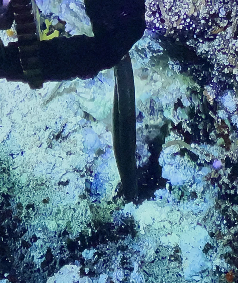 A temperature probe stuck into a hot hydrothermal vent at a depth of 3,219 meters, almost two miles below the surface during the Escanaba Trough: Exploring the Seafloor and Oceanic Footprints expedition.