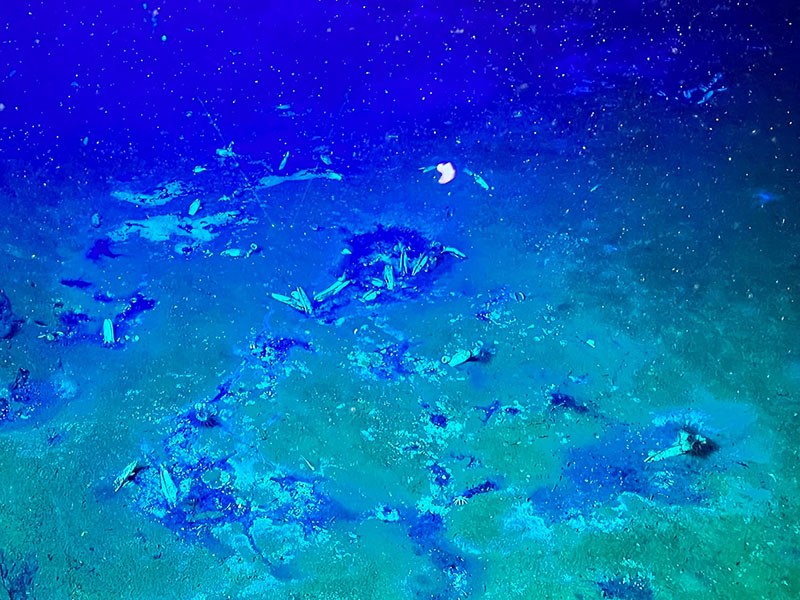Scientists observed clams living in asphalt patches will exploring the seafloor at a site within the southern portion of the Escanaba Trough during the Escanaba Trough: Exploring the Seafloor and Oceanic Footprints expedition.