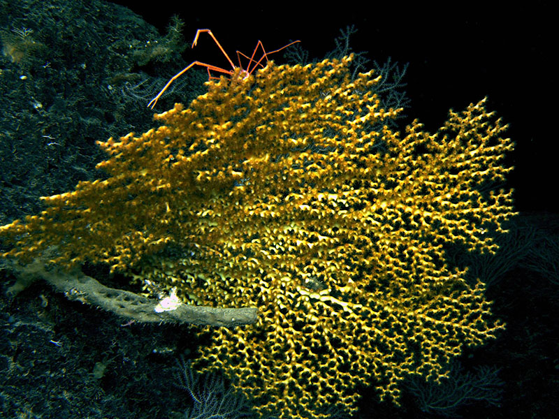 Stony corals, such as this Enallopsammia profunda colony imaged during the Combining Habitat Suitability and Physical Oceanography for Targeted Discovery of New Benthic Communities on the West Florida Slope expedition, do not form reefs at great depths but still provide structure for other species.