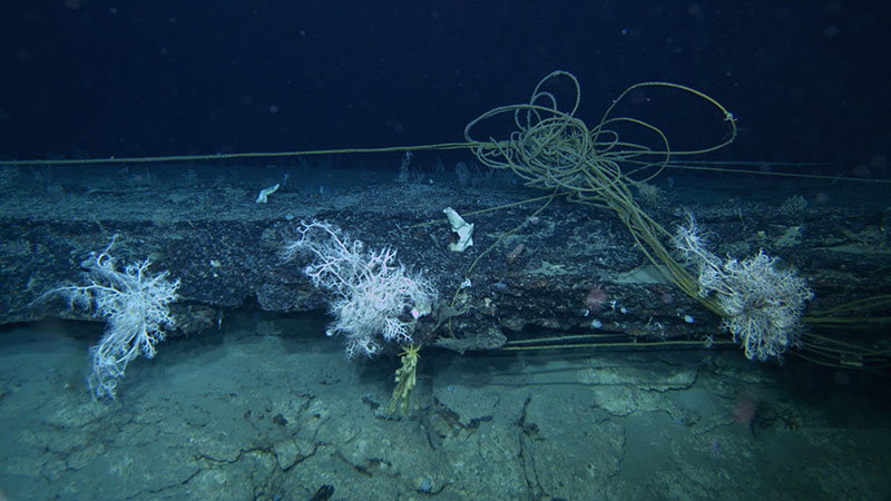 Evidence of past fishing activity seen near several basket stars and crinoids. Observed during the Illuminating Biodiversity in Deep Waters of Puerto Rico 2022 expedition.