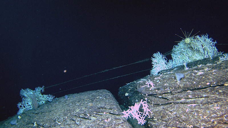 Línea de pesca visible sobre corales pétreos y un erizo de lápiz. Observada durante una inmersión de la expedición Exploración de la biodiversidad en las aguas profundas de Puerto Rico 2022.