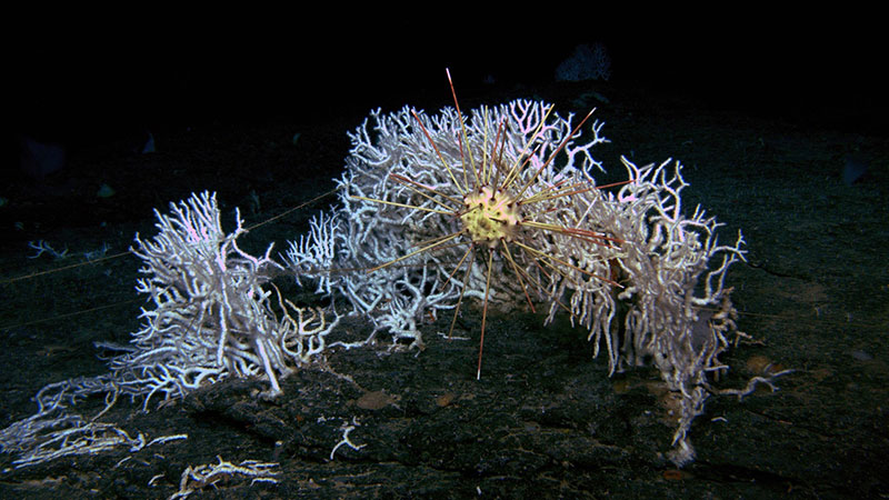 A pencil urchin and stony coral seen during the Illuminating Biodiversity in Deep Waters of Puerto Rico 2022 expedition.
