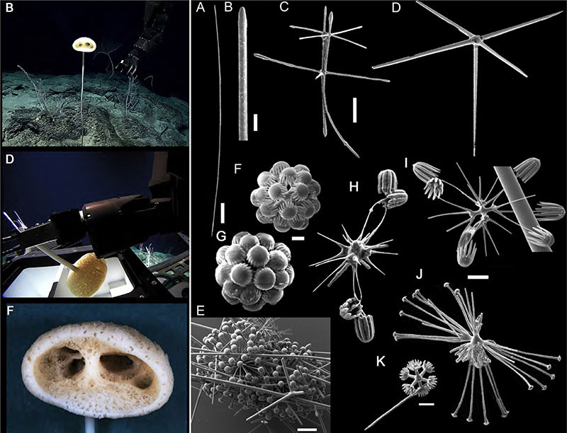  Advhena magnifica in situ spicules.jpeg; Caption: Advhena magnifica, the magnificent alien sponge, from the Pacific Ocean; whole animal being collected by NOAA Ocean Exploration; in situ spicule (small skeletal elements necessary for taxonomy) images taken by Cristiana Castello-Branco. Described in Castello-Branco C, Collins AG & E Hajdu 2020. A collection of hexactinellids (Porifera) from the deep South Atlantic and North Pacific: new genus, new species and new records. PeerJ 8:e9431 https://doi.org/10.7717/peerj.9431.