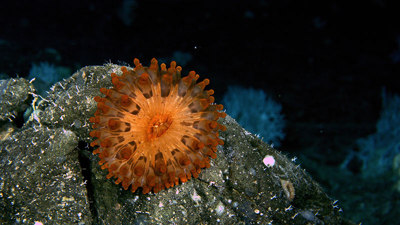 This bold red anemone was seen on Dive 3 of the Illuminating Biodiversity in Deep Waters of Puerto Rico 2022 expedition. The team was not able to collect it, but they wish they had because the anemone workers they have talked to about it asked the scientists to get it if they had another chance.