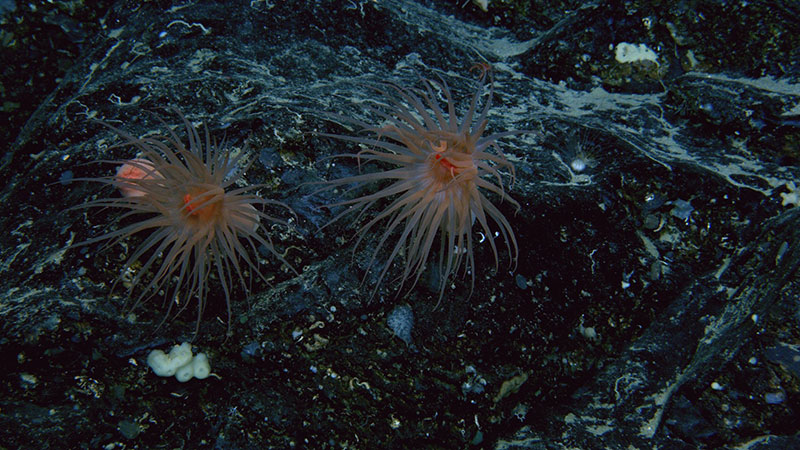 Two anemones (perhaps Protanthea) seen throughout this area during the Illuminating Biodiversity in Deep Waters of Puerto Rico 2022 expedition. One was collected for characterization and study.