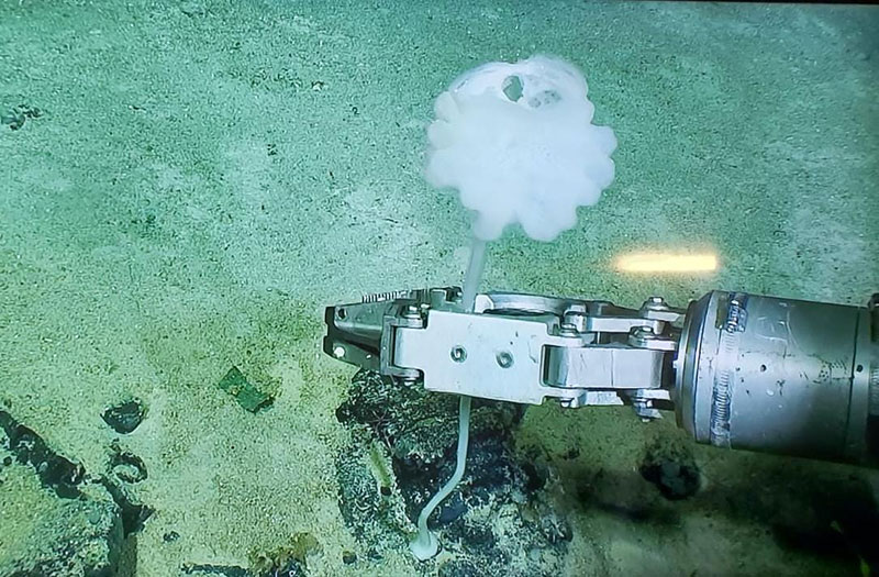 Stalked glass sponge of the subfamily Bolosominae that was seen and collected during Dive 2 at Whiting Bank. After being subsampled for genetic characterization, the specimen will be sent to the Smithsonian National Museum of Natural History where its morphology can be further documented to enable taxonomic and systematics research.