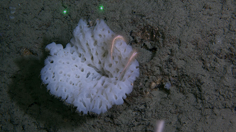 The arms of a brittle star were seen peeking out from behind this glass sponge serving as its host during an Illuminating Biodiversity in Deep Waters of Puerto Rico 2022 expedition dive.