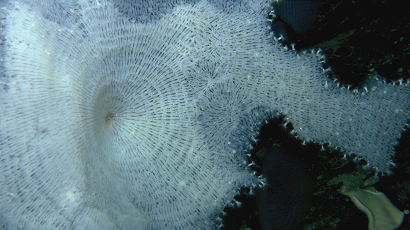 Intricate glass sponge (Family Euretidae) colonized by zoantharian anemones. Zoantharians are closely related to anemones and corals, and often colonize other deep-sea organisms, like this sponge. Seen during the Illuminating Biodiversity in Deep Waters of Puerto Rico 2022 expedition.