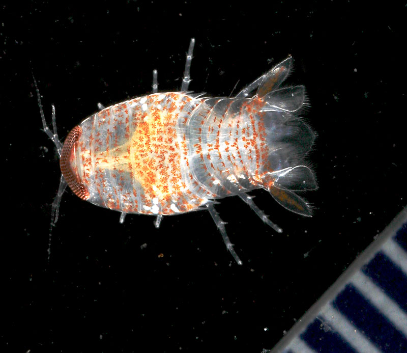 Isopoda with fused eyes sampled associated with glass sponge (family Euretidae). Collected during the Illuminating Biodiversity in Deep Waters of Puerto Rico 2022 expedition.