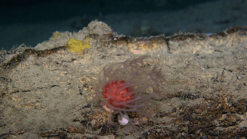 This mushroom coral, Pseudoanthomastus sp., is a colony with two kinds of polyps (zoids). The autozoids are the big transparent extensions capped by a ring of eight tentacles, whereas the siphonozoids are on the inside, serving to move water in and out and around the colony. Seen during the Illuminating Biodiversity in Deep Waters of Puerto Rico 2022 expedition.