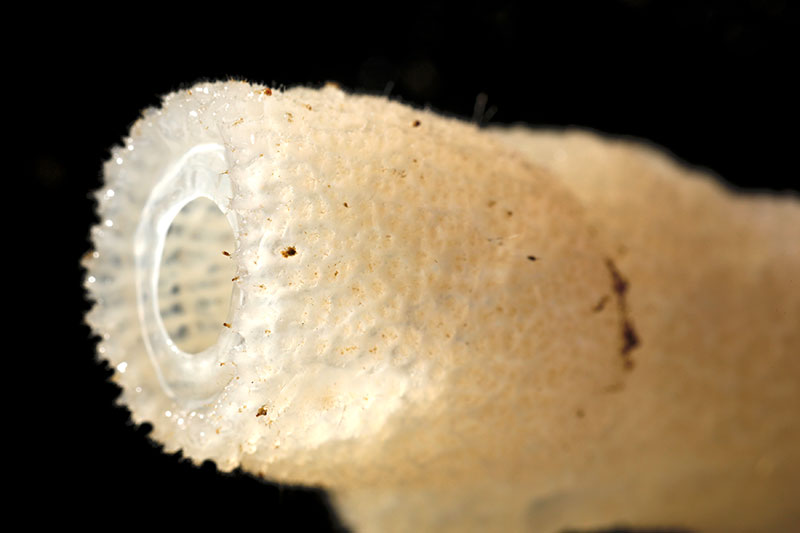 Close up of sample glass-sponge oscule collected during the Illuminating Biodiversity in Deep Waters of Puerto Rico 2022 expedition.
