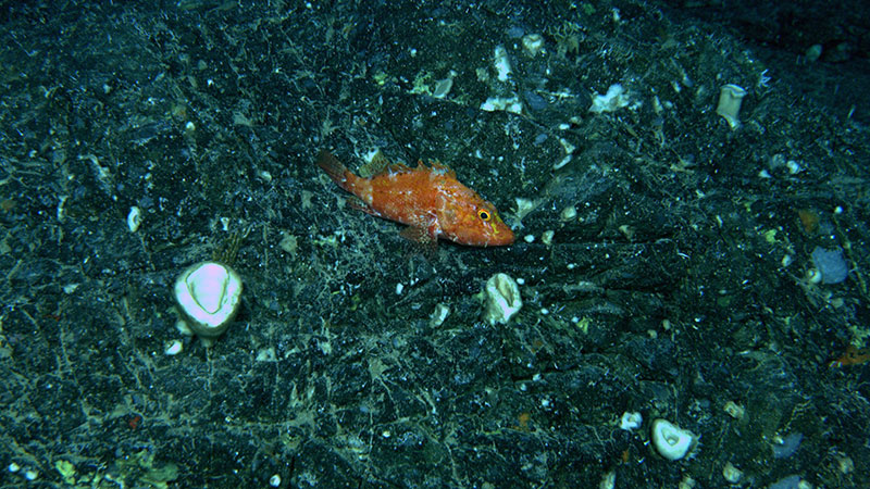 A large scorpionfish (Pontinus castor) on the rocky seafloor with small sponges (Demospongiae) observed during the Illuminating Biodiversity in Deep Waters of Puerto Rico 2022 expedition.