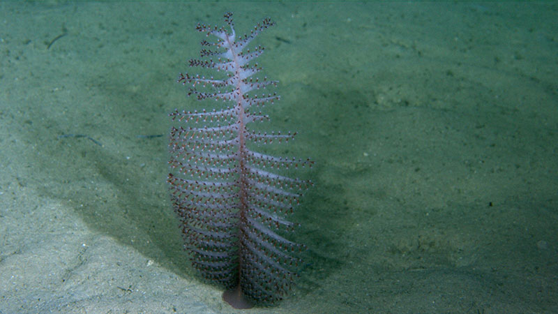 One of several hundred known species of sea pen (order Pennatulacea). These colonial octocorals are adapted to live in soft sediments with a peduncle that penetrates down into the sediment to keep it in place, where it can filter food out of the water flowing over it. This one was seen during the Illuminating Biodiversity in Deep Waters of Puerto Rico 2022 expedition.