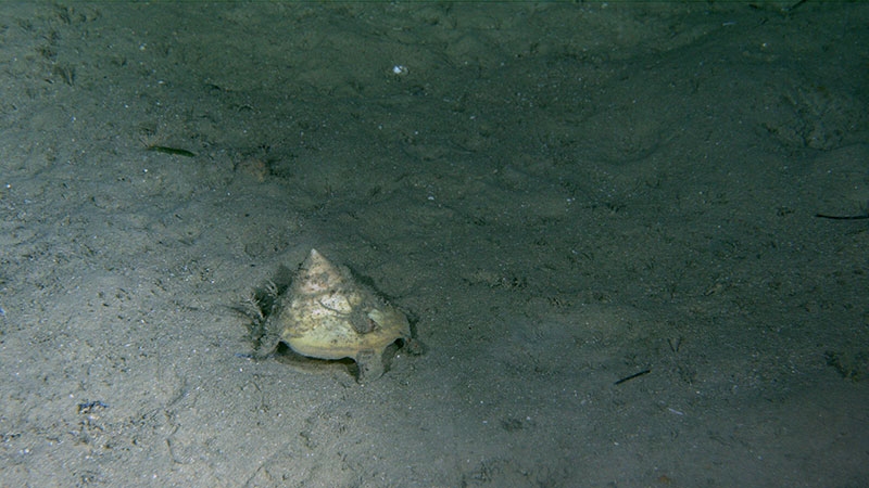 Carrier shell snails (Xenophora) were occasionally seen during the Illuminating Biodiversity in Deep Waters of Puerto Rico 2022 expedition dive to Guayanilla Canyon, cruising across sandy areas. These gastropods get their common name because they cement rocks and other organisms to the outer parts of their shells as they grow.