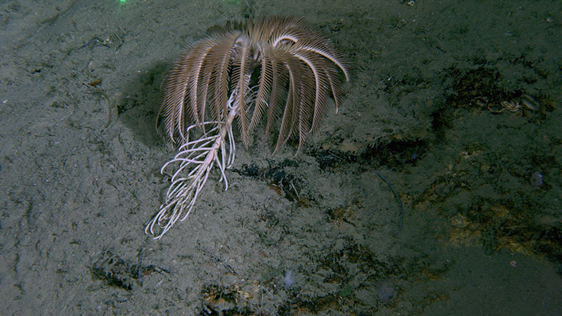 Stalked crinoids were common on several of dives during the Illuminating Biodiversity in Deep Waters of Puerto Rico 2022 expedition.