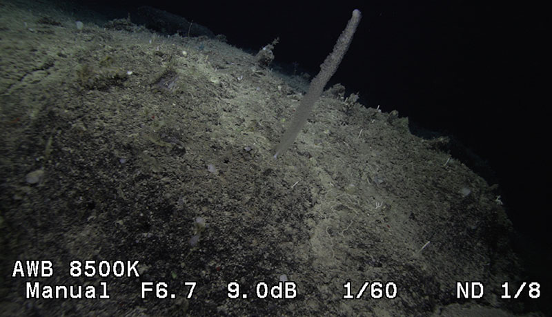 Cuando se encontró este animal por primera vez durante la Inmersión 2 de la expedición Exploración de la biodiversidad en las aguas profundas de Puerto Rico 2022 en Whiting Bank, parecía ser un tipo de pluma de mar que vive en las rocas, una “pluma de roca”. Sin embargo, al aproximar el vehículo operado de forma remota y examinar al animal más de cerca, los científicos a bordo no estaban seguros de lo que era, solo sabían que no era una pluma de roca. Recogieron al animal y lo llevaron a bordo, pero el misterio continuaba. Finalmente, el equipo científico pudo determinar que se trataba de un tunicado colonial que había colonizado el tronco muerto de algún otro organismo.