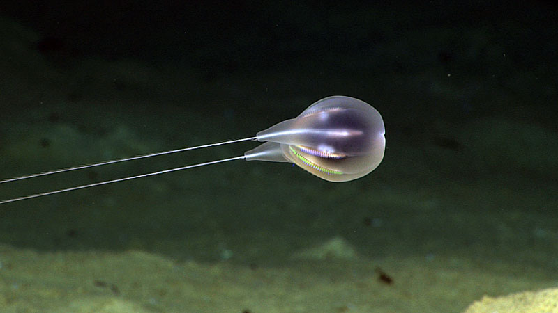 La exploración de las aguas medias puede dar lugar a nuevos descubrimientos, como el ctenóforo descrito recientemente por Allen Collins, coinvestigador principal de la expedición Exploración de la biodiversidad en las aguas profundas de Puerto Rico. Durante las exploraciones de aguas medias, suelen verse otros organismos como medusas, cefalópodos y sifonóforos. Imagen cortesía de NOAA Ocean Exploration, “Exploración de las montañas submarinas, las fosas oceánicas y las depresiones de Puerto Rico”.