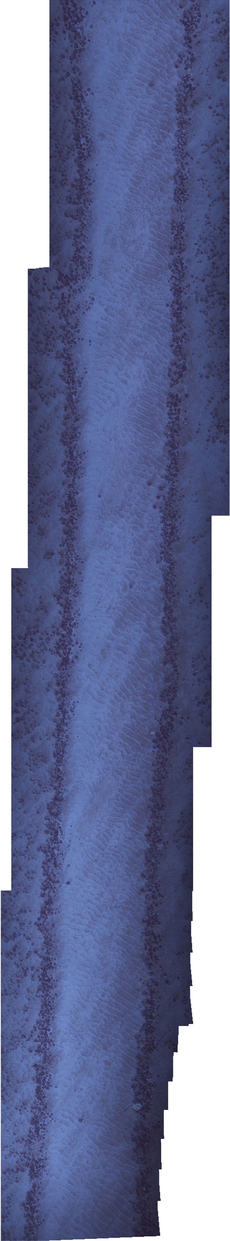 Seafloor disturbance is evident in this photomosaic, which represents a section of seafloor about 8-by-26 meters (26-by-85 feet) in size. It’s a fraction of the many kilometers of disturbance observed during 2022’s Investigation of an Historic Seabed Mining Test Site on the Blake Plateau.