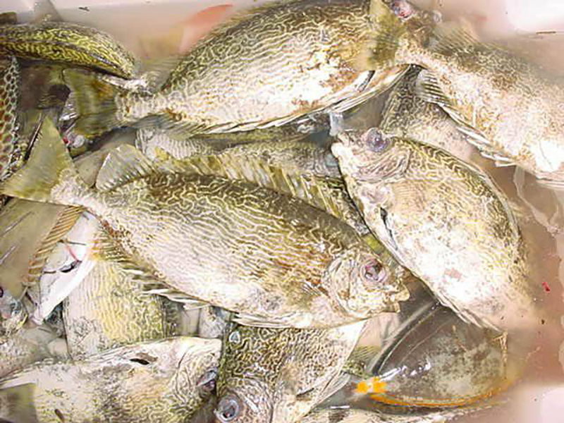 Locally caught Mañåhak, or squirreled rabbitfish. Mañåhak is one of the favored fish traditionally harvested by the CHamoru people.