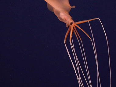 A rare sighting of a bigfin squid (Magnapinna sp.) at a depth of approximately 2,000 meters (6,562 feet) during the In Search of Lost Hydrothermal Cities expedition.