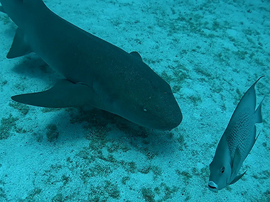 Nurse Shark and Angel Fish