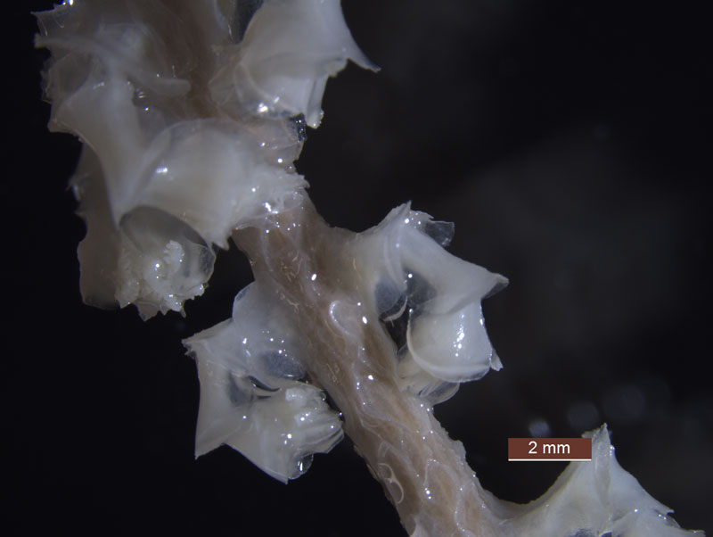 A microscope image of Narella macrocalyx. Examination of the fine morphological structures of each polyp allows identification of this species.