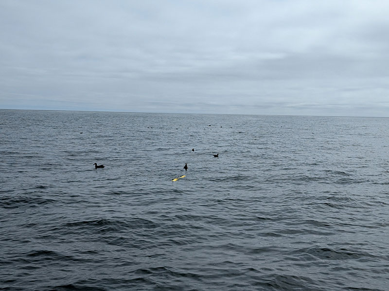 Ocean scene with birds on the water and a floating yellow object under an overcast sky.