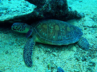 David Benavente with the Mariana Islands Nature Alliance describes his role as outreach coordinator for Exploring Deepwater World War II Battlefields in the Pacific Using Emerging Technologies, shares his thoughts on the project and career path as a marine biologist born and raised on Saipan.