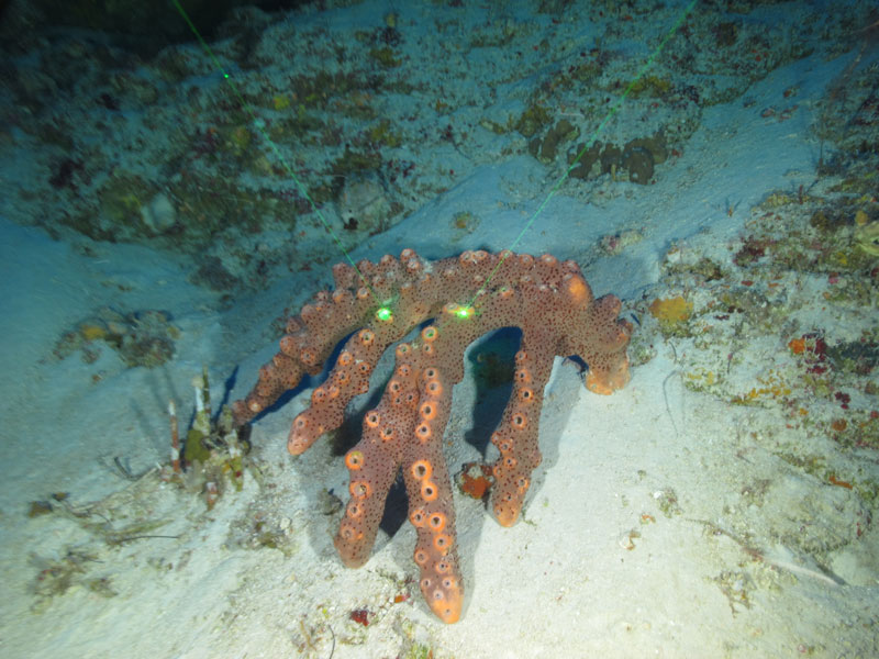 A reddish-brown, hand-like sponge (Agelas sp.) seen off western Puerto Rico at a depth of 103 meters (338 feet) during Exploration of Deepwater Habitats off Puerto Rico and the U.S. Virgin Islands for Biotechnology Potential.