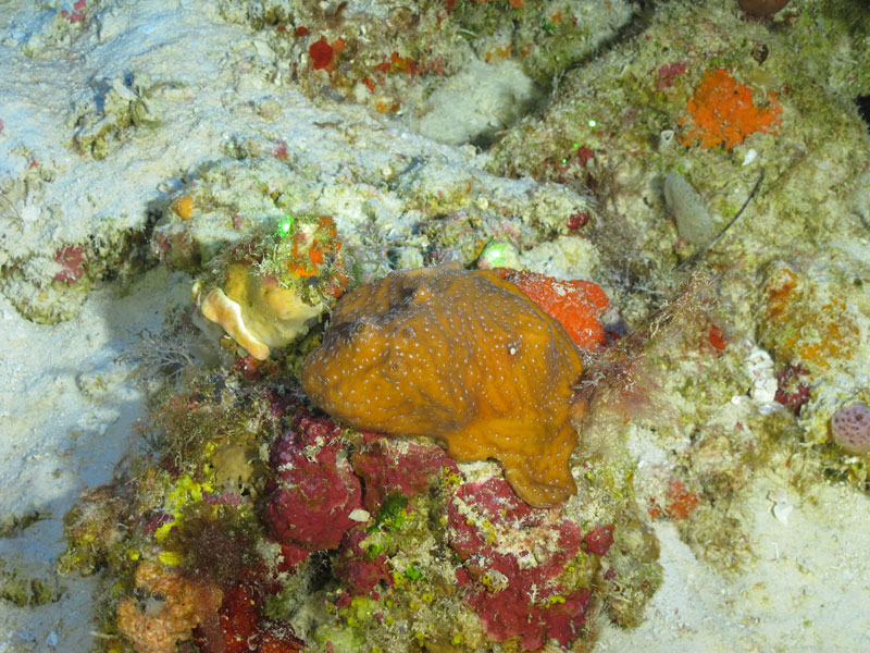 A site with a variety of sponges and a stony coral seen off western Puerto Rico at a depth of 77 meters (253 feet) during Exploration of Deepwater Habitats off Puerto Rico and the U.S. Virgin Islands for Biotechnology Potential.