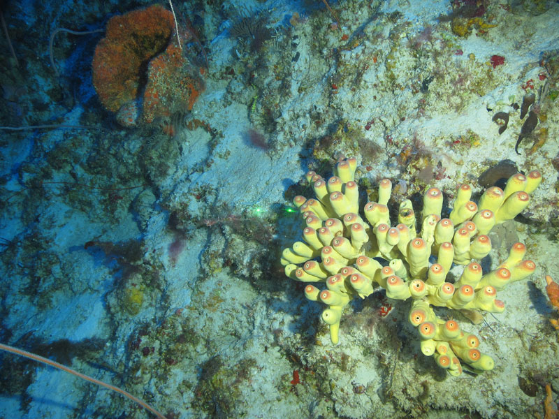 A candelabra sponge seen off western Puerto Rico at a depth of 78 meters (256 feet) during Exploration of Deepwater Habitats off Puerto Rico and the U.S. Virgin Islands for Biotechnology Potential.