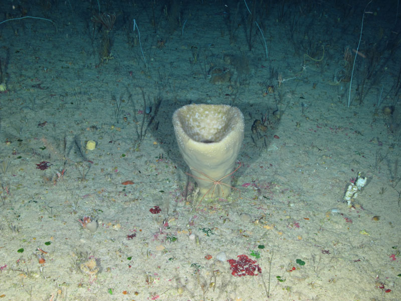 A cup sponge with a squat lobster at its base seen off western Puerto Rico at a depth of 156 meters (512 feet) during Exploration of Deepwater Habitats off Puerto Rico and the U.S. Virgin Islands for Biotechnology Potential.