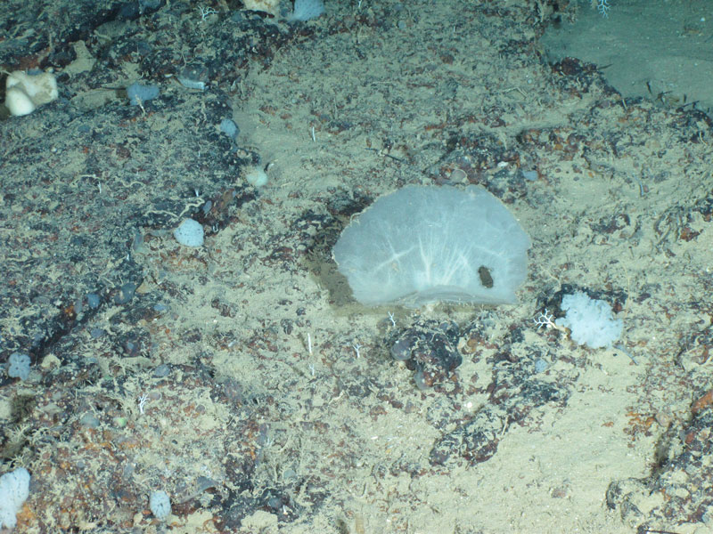 Thin walled, flexible sponge (Phakellia c.f. folium) seen off southern Puerto Rico at a depth of 442 meters (1,450 feet) during Exploration of Deepwater Habitats off Puerto Rico and the U.S. Virgin Islands for Biotechnology Potential.