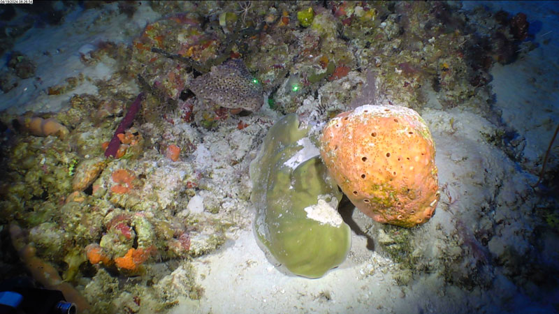 An orange round sponge with a green plate sponge seen off western Puerto Rico at a depth of 76 meters (249 feet) during Exploration of Deepwater Habitats off Puerto Rico and the U.S. Virgin Islands for Biotechnology Potential.