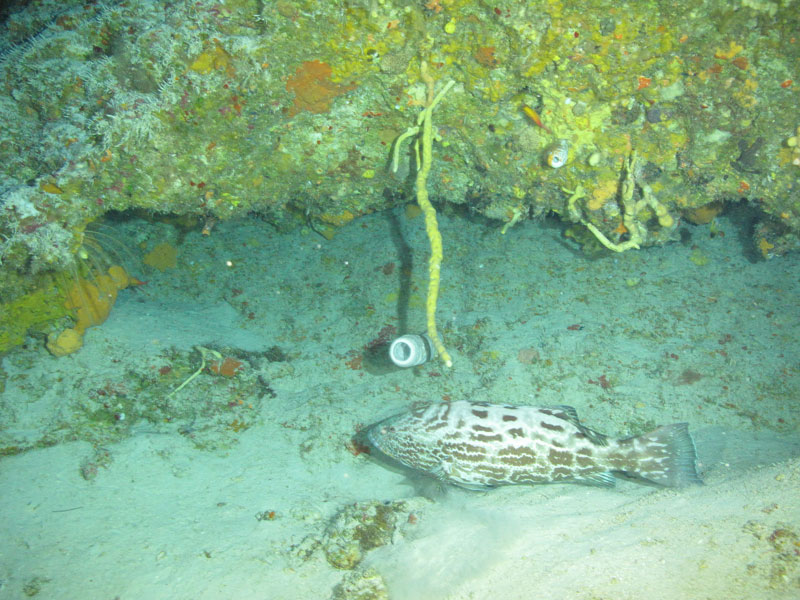 A grouper seen off western Puerto Rico at a depth of 100 meters (328 feet) during Exploration of Deepwater Habitats off Puerto Rico and the U.S. Virgin Islands for Biotechnology Potential.