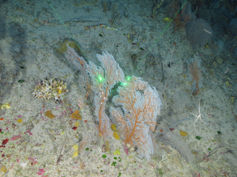 An orange and white gorgonian coral seen in a coral and sponge community seen off western Puerto Rico at a depth of 149 meters (489 feet) during Exploration of Deepwater Habitats off Puerto Rico and the U.S. Virgin Islands for Biotechnology Potential.