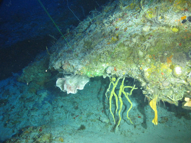 A variety of sponges seen hanging off a ledge off southern Puerto Rico at a depth of 103 meters (338 feet) during Exploration of Deepwater Habitats off Puerto Rico and the U.S. Virgin Islands for Biotechnology Potential.