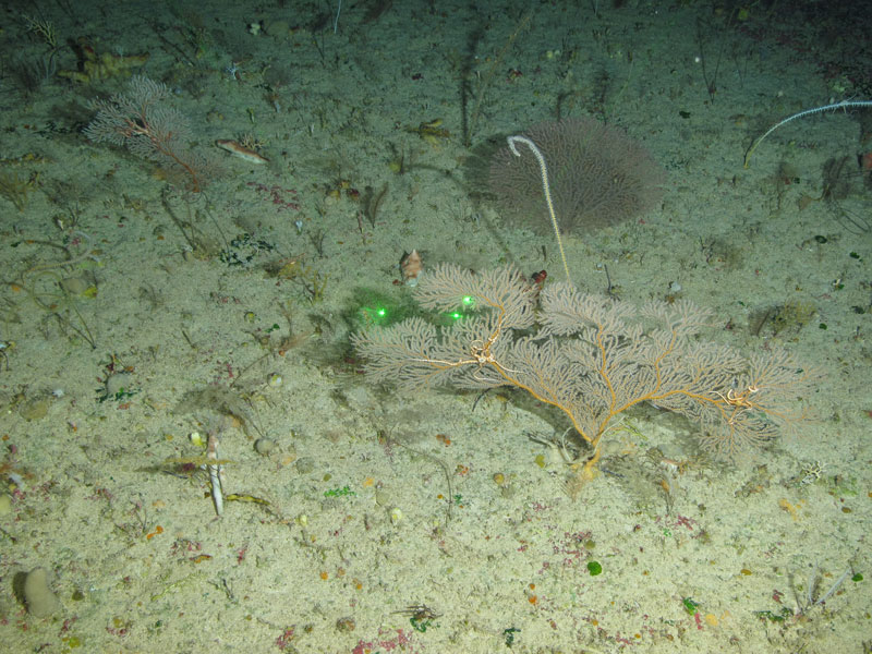 A finely branched, orange gorgonian coral seen off western Puerto Rico at a depth of 158 meters (518 feet) during Exploration of Deepwater Habitats off Puerto Rico and the U.S. Virgin Islands for Biotechnology Potential.